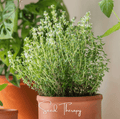 German Winter Thyme – 200 Seeds | Seeds | Wiccan Center