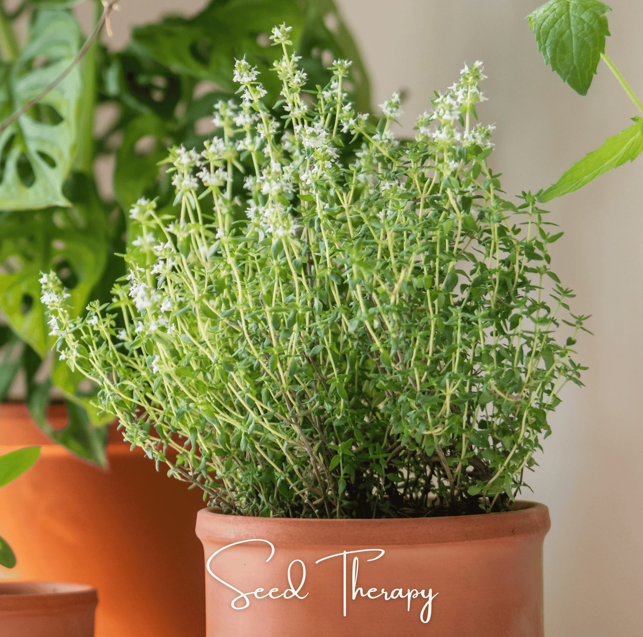 German Winter Thyme – 200 Seeds | Seeds | Wiccan Center