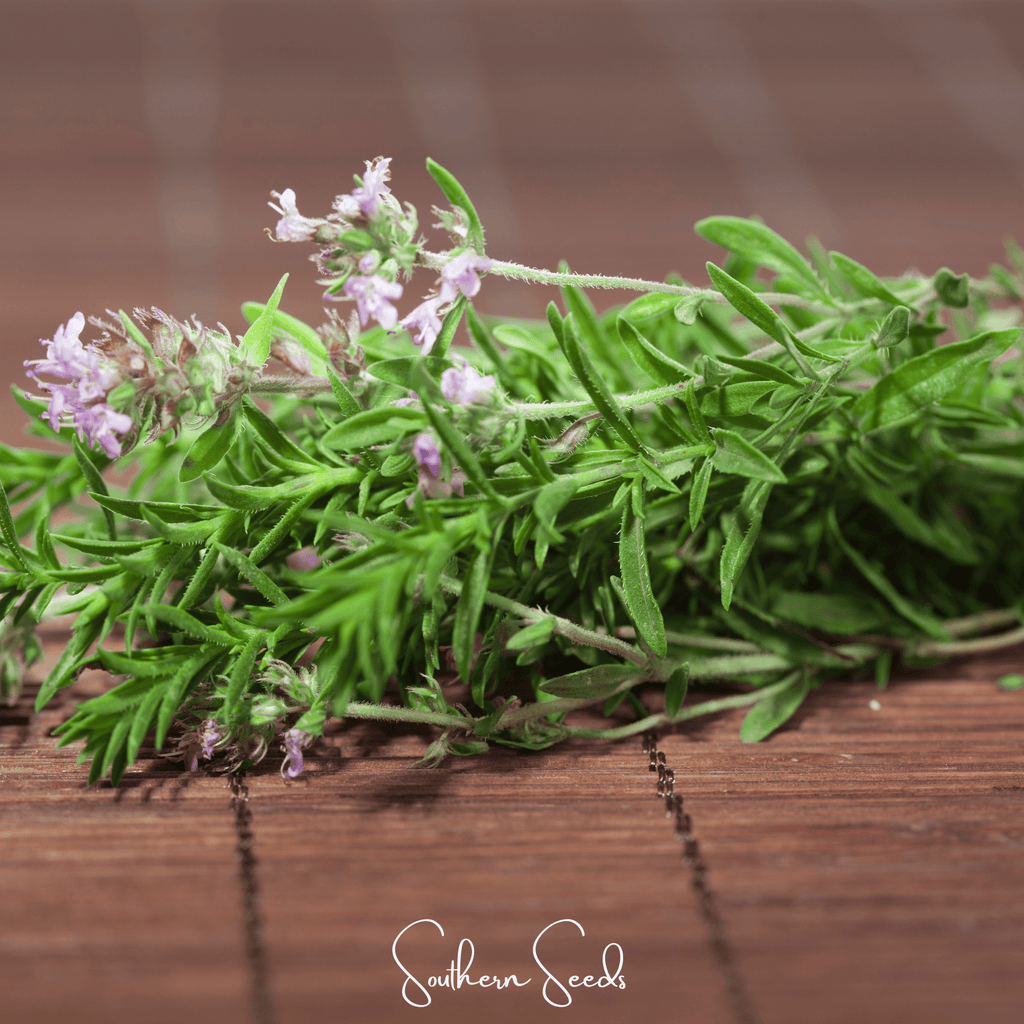 German Winter Thyme – 200 Seeds | Seeds | Wiccan Center