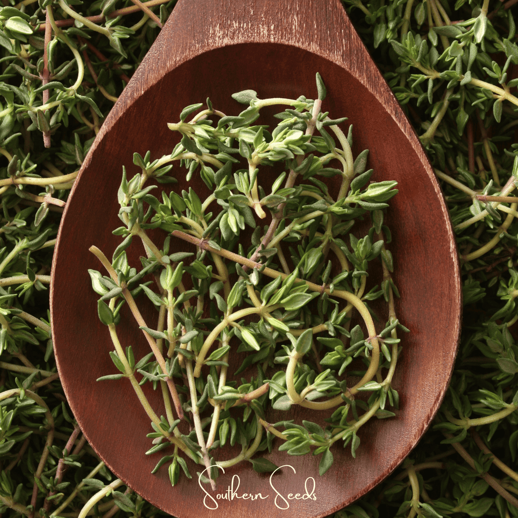 German Winter Thyme – 200 Seeds | Seeds | Wiccan Center