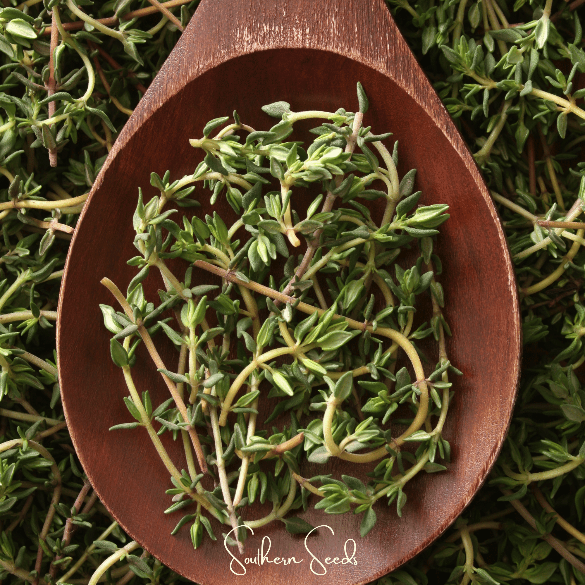 German Winter Thyme – 200 Seeds | Seeds | Wiccan Center