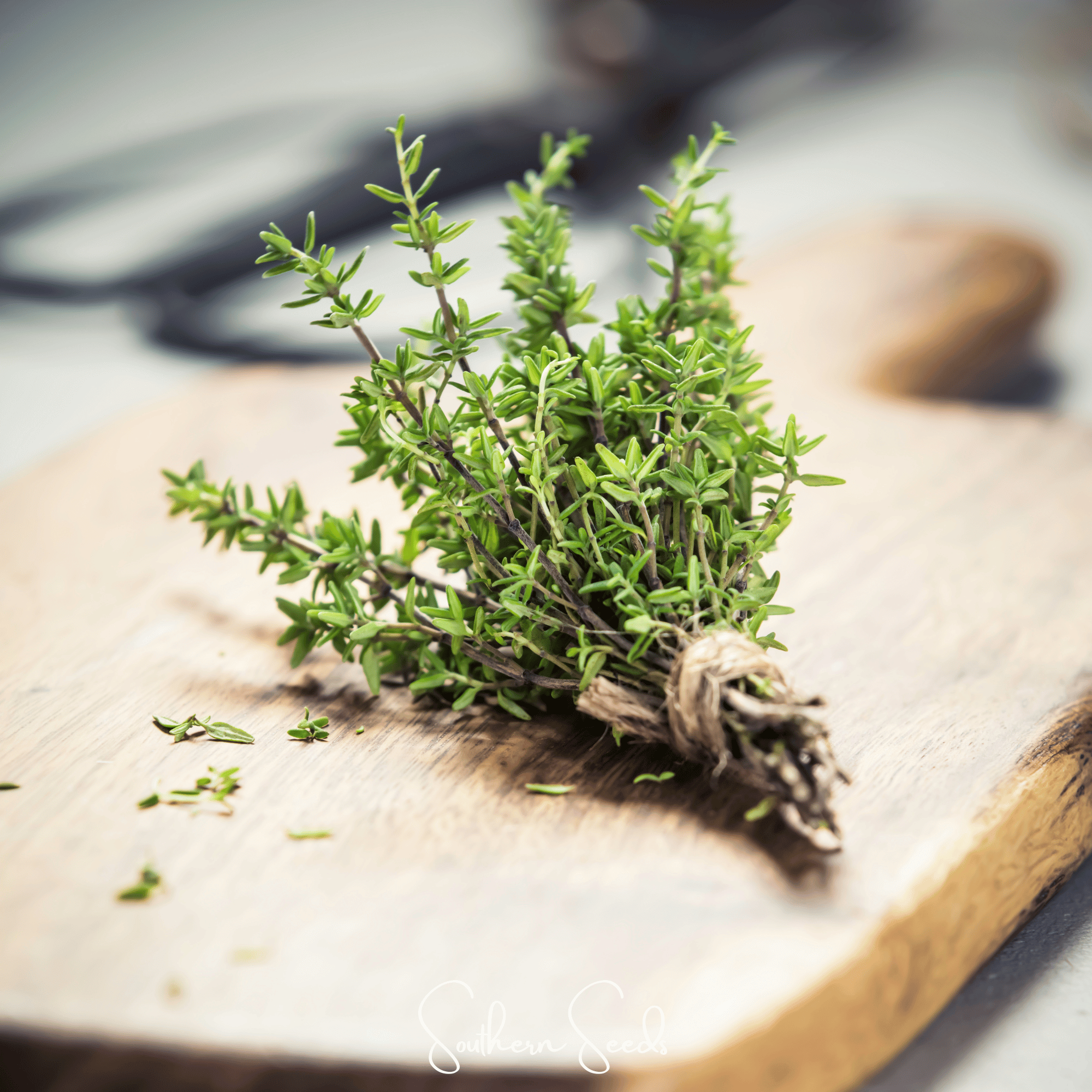 German Winter Thyme – 200 Seeds | Seeds | Wiccan Center