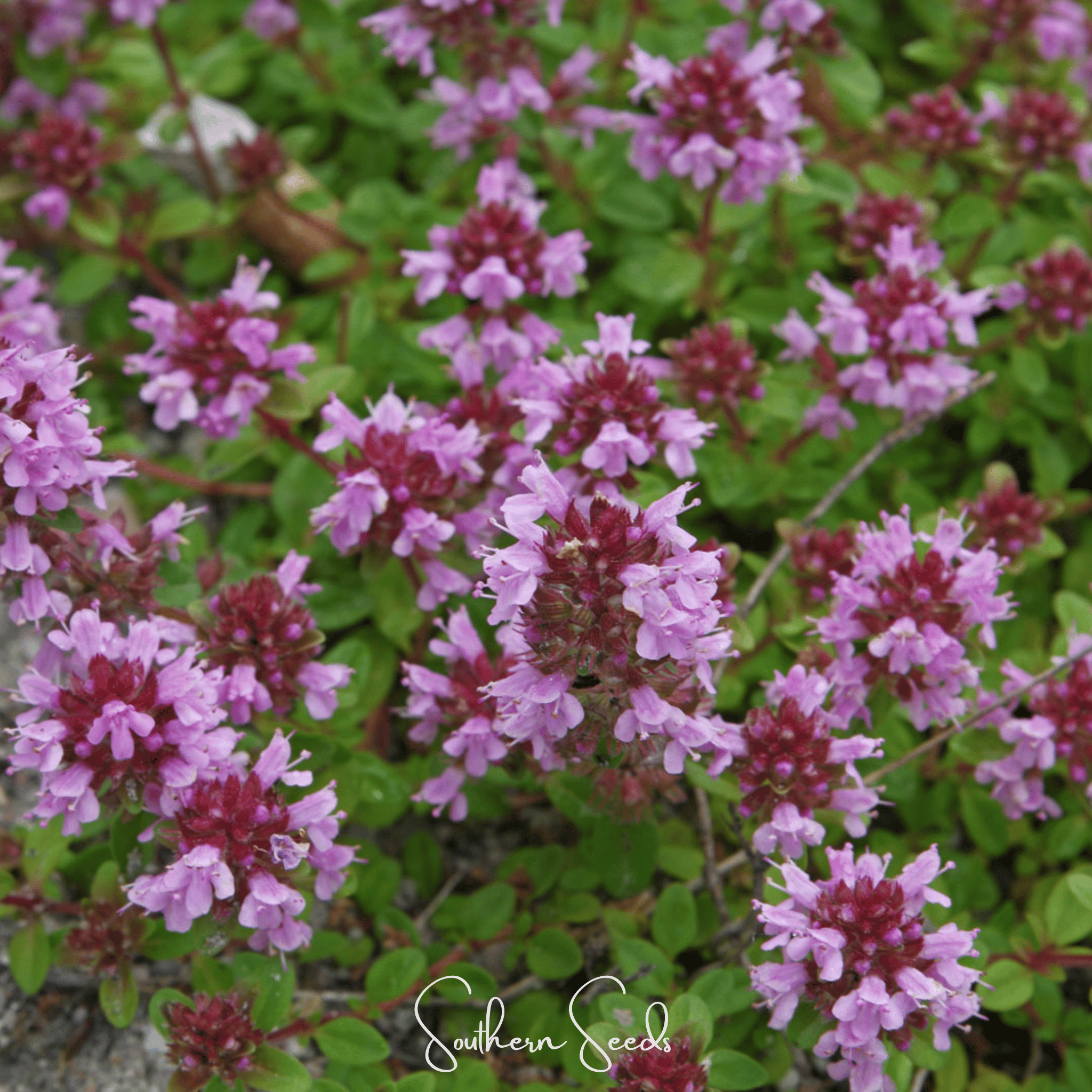 Lemon Thyme – 250 Seeds | Seeds | Wiccan Center