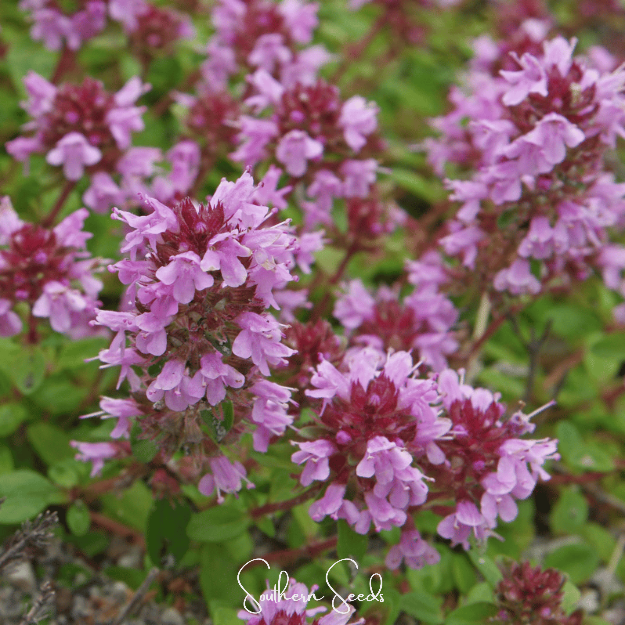 Lemon Thyme – 250 Seeds | Seeds | Wiccan Center