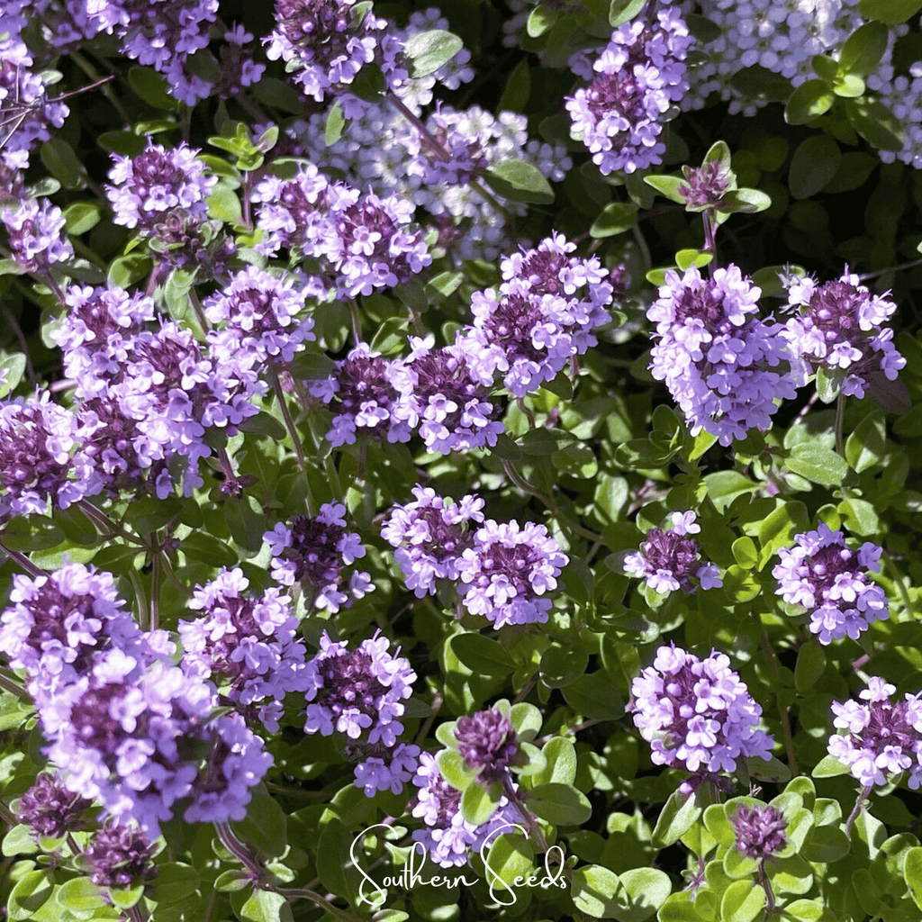 Lemon Thyme – 250 Seeds | Seeds | Wiccan Center