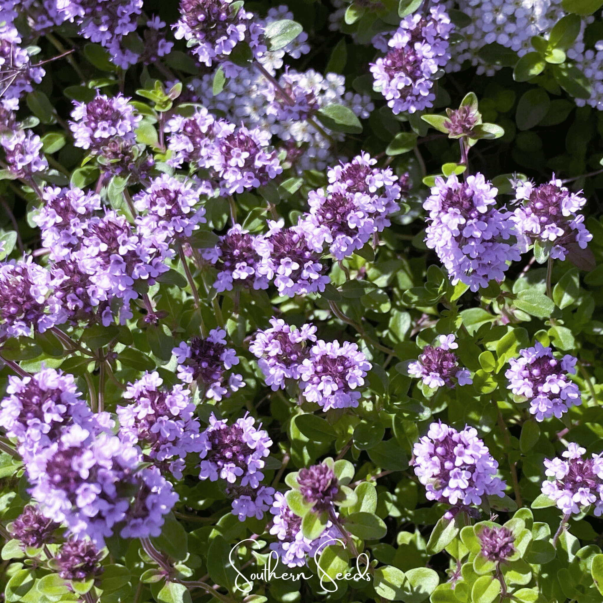 Lemon Thyme – 250 Seeds | Seeds | Wiccan Center