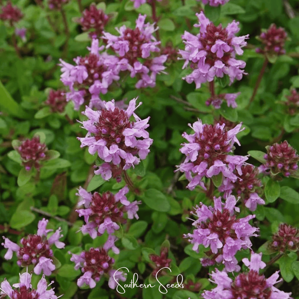 Lemon Thyme – 250 Seeds | Seeds | Wiccan Center