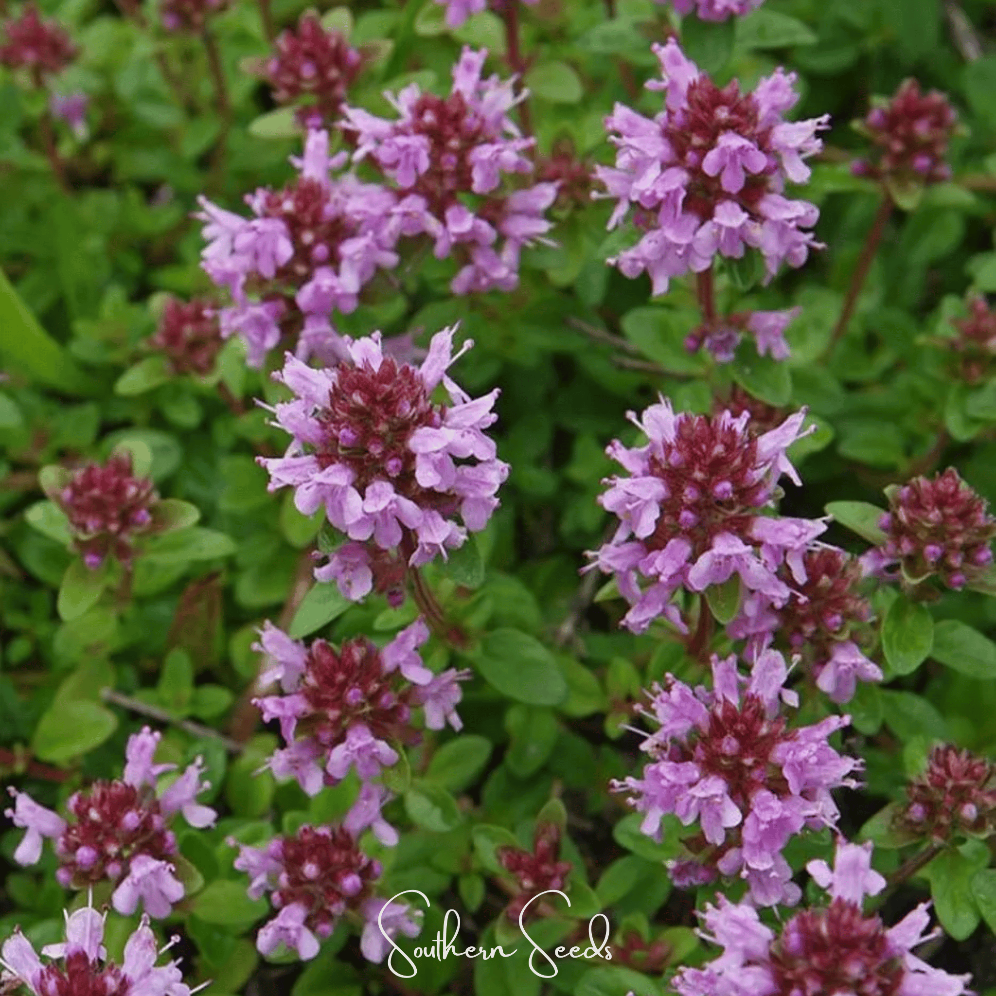 Lemon Thyme – 250 Seeds | Seeds | Wiccan Center