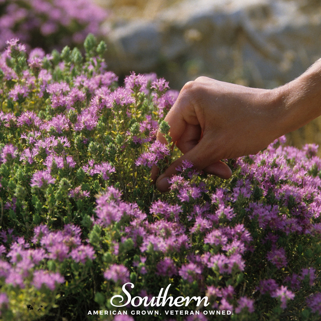 Wild Thyme – 250 Seeds | Seeds | Wiccan Center