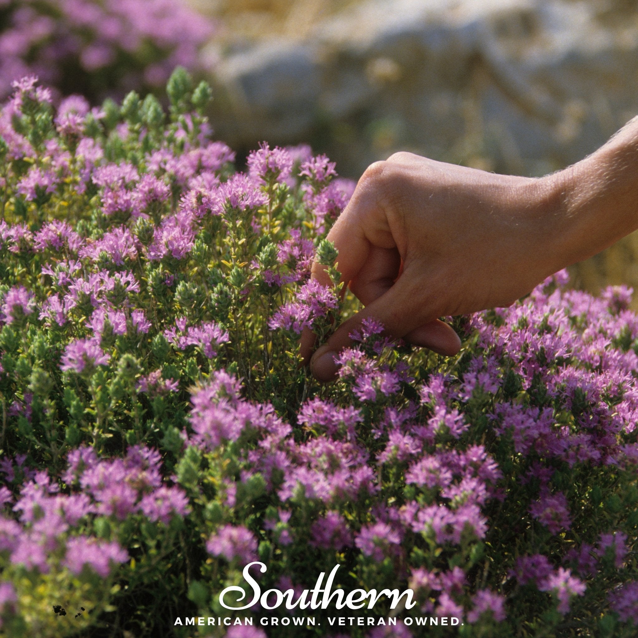 Wild Thyme – 250 Seeds | Seeds | Wiccan Center