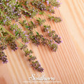 Wild Thyme – 250 Seeds | Seeds | Wiccan Center