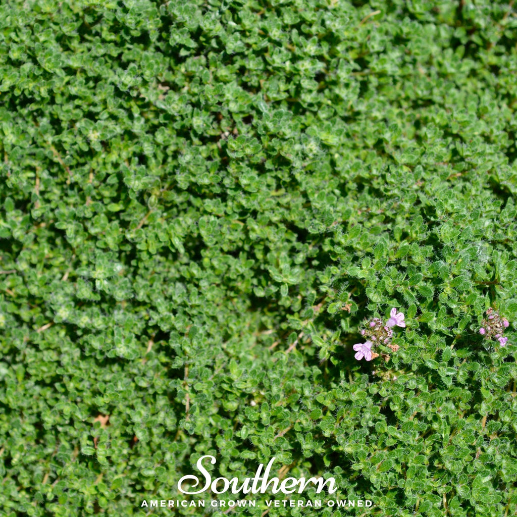Wild Thyme – 250 Seeds | Seeds | Wiccan Center