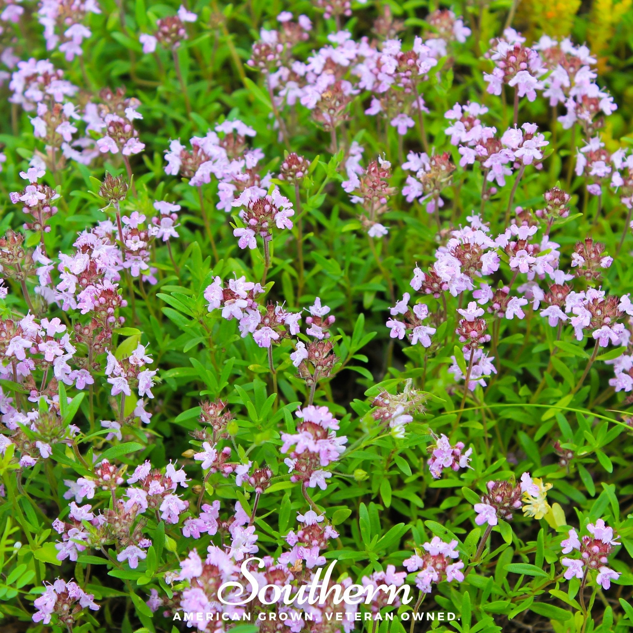 Wild Thyme – 250 Seeds | Seeds | Wiccan Center