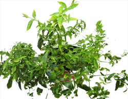 HERB TILO | Herbs | Wiccan Center