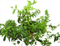 PLANTA TILO CON RAIZ