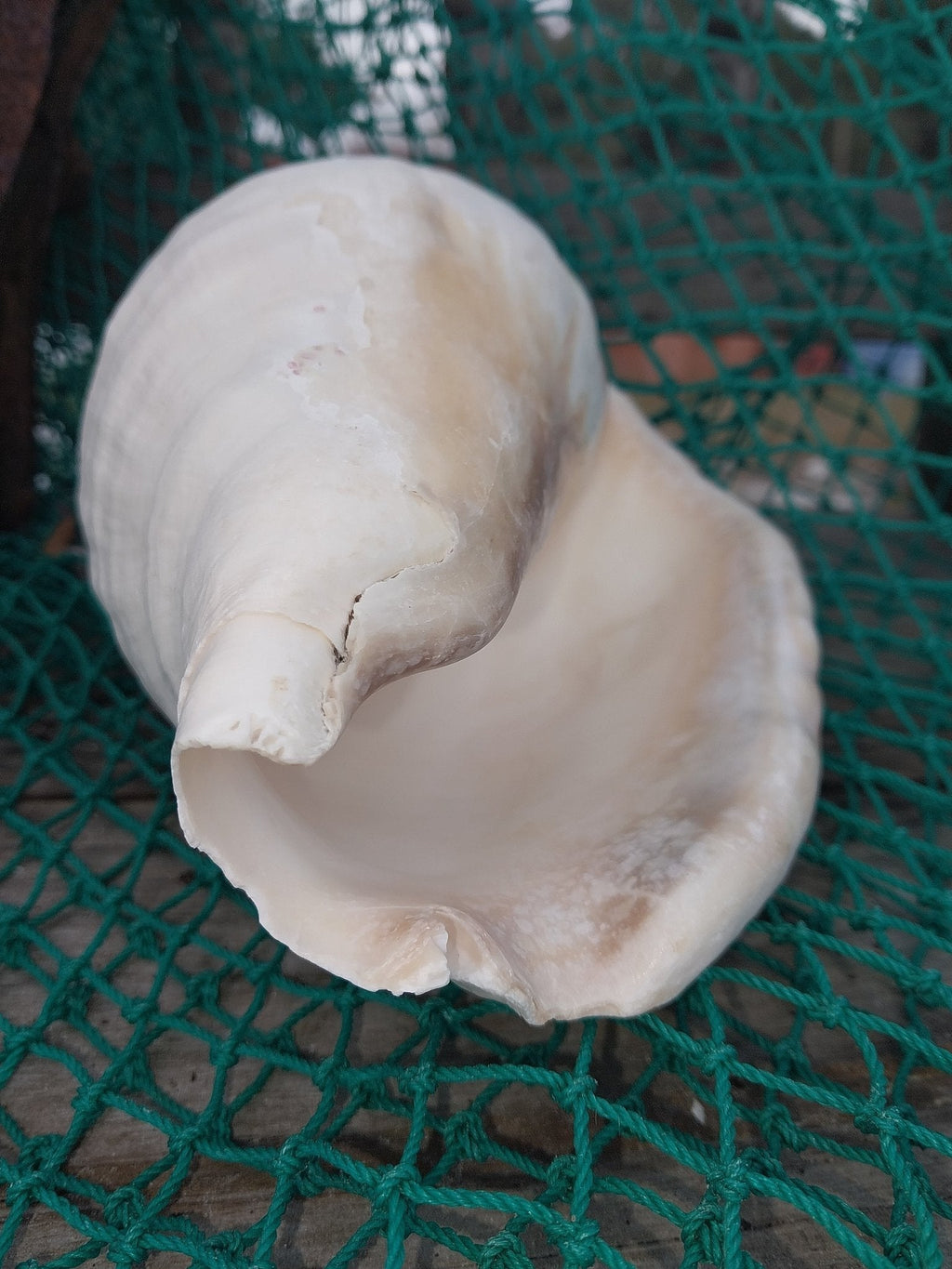 Titanostrombus Galeatus Eastern Pacific Giant Conch Shell