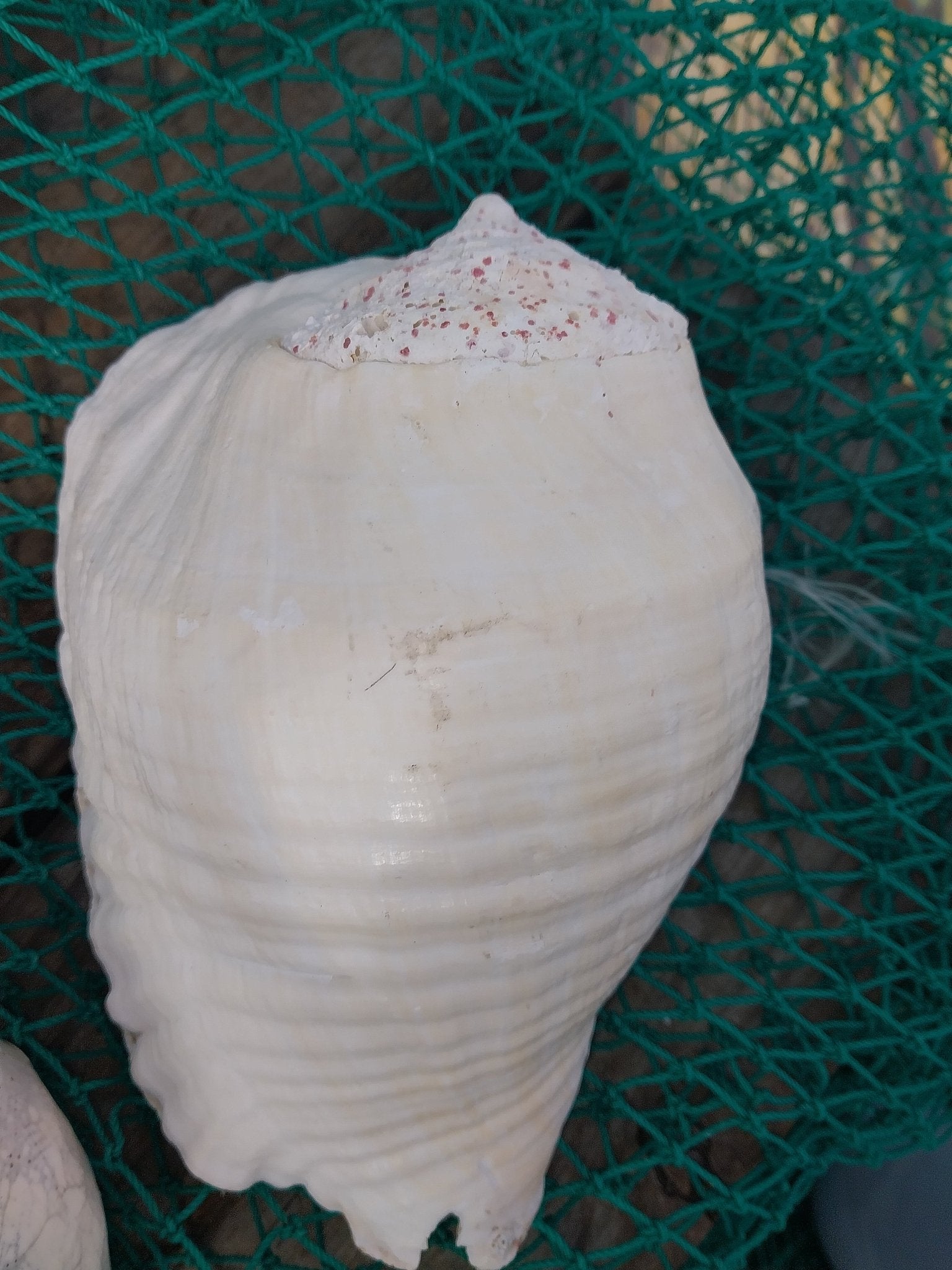 Titanostrombus Galeatus Eastern Pacific Giant Conch Shell