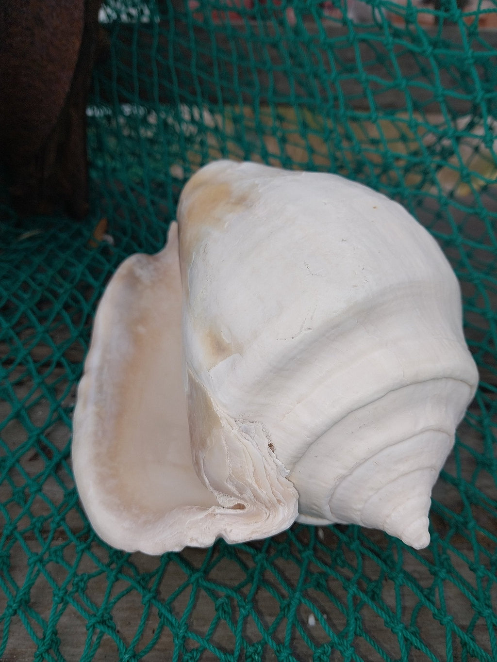 Titanostrombus Galeatus Eastern Pacific Giant Conch Shell