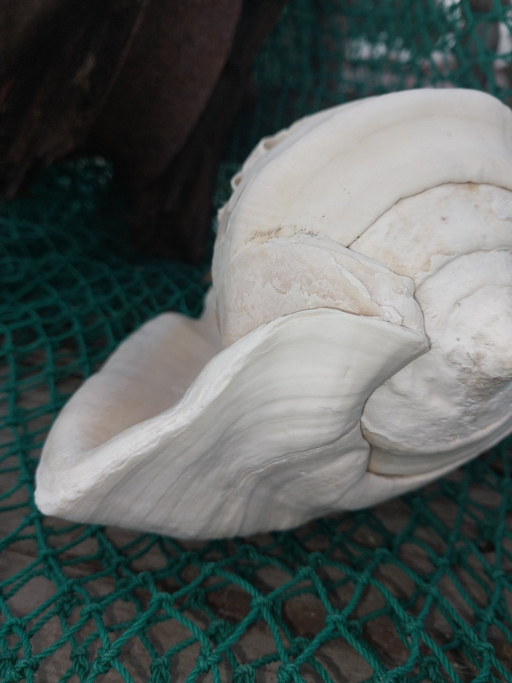 Titanostrombus Galeatus Eastern Pacific Giant Conch Shell