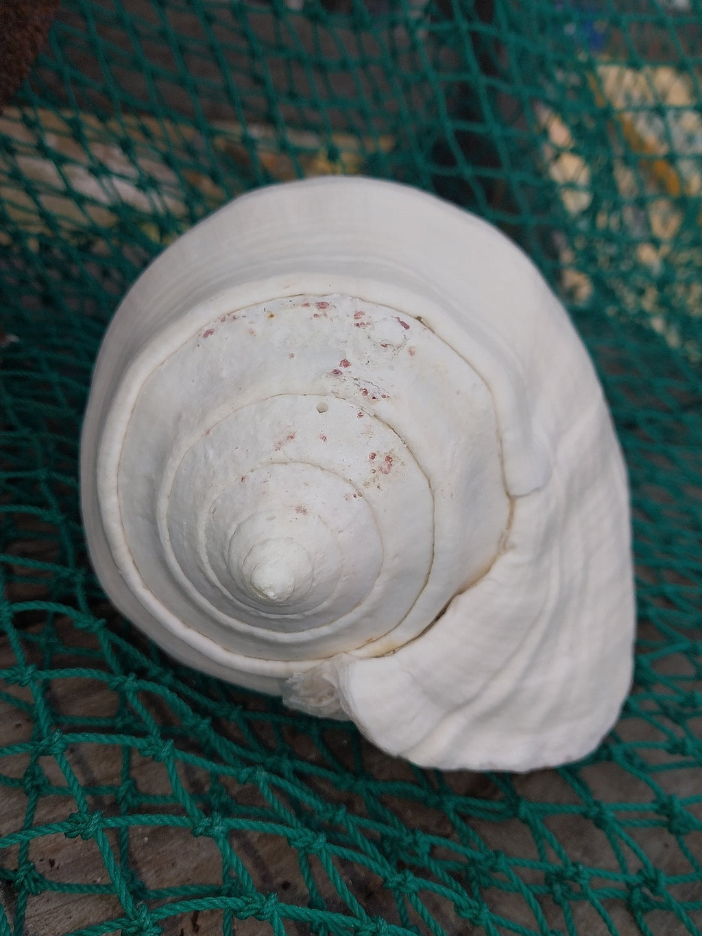 Titanostrombus Galeatus Eastern Pacific Giant Conch Shell