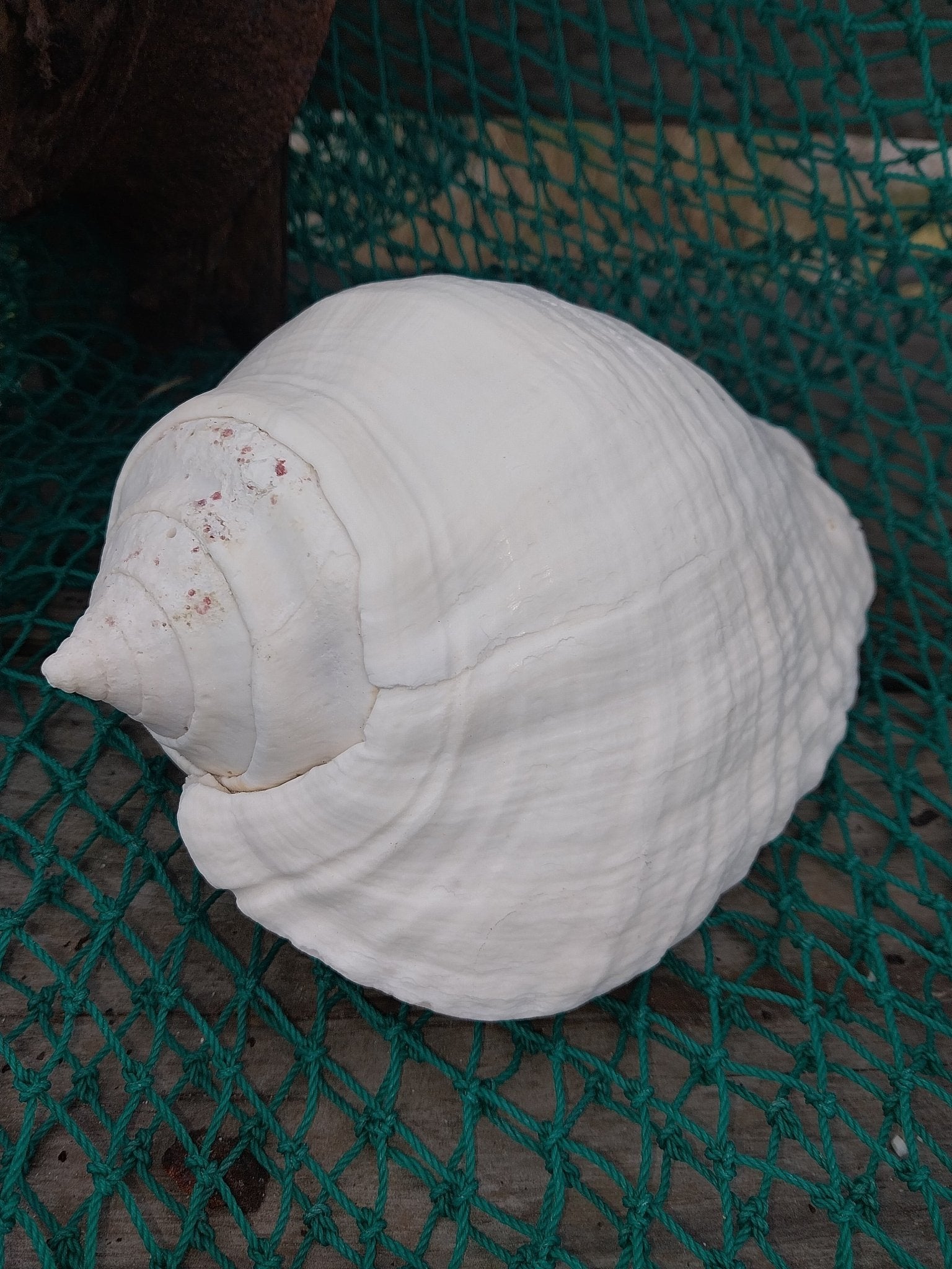 Titanostrombus Galeatus Eastern Pacific Giant Conch Shell