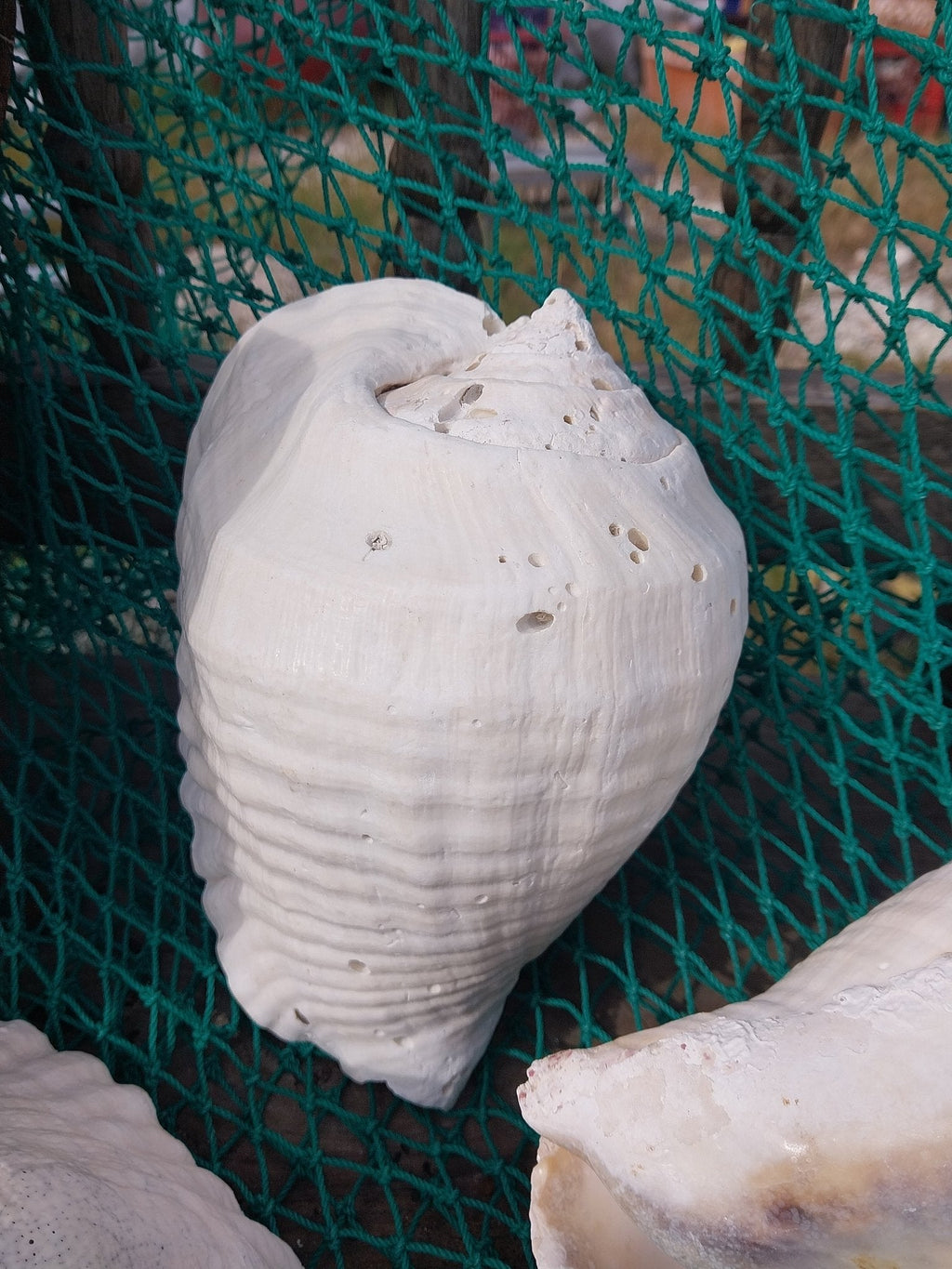 Titanostrombus Galeatus Eastern Pacific Giant Conch Shell