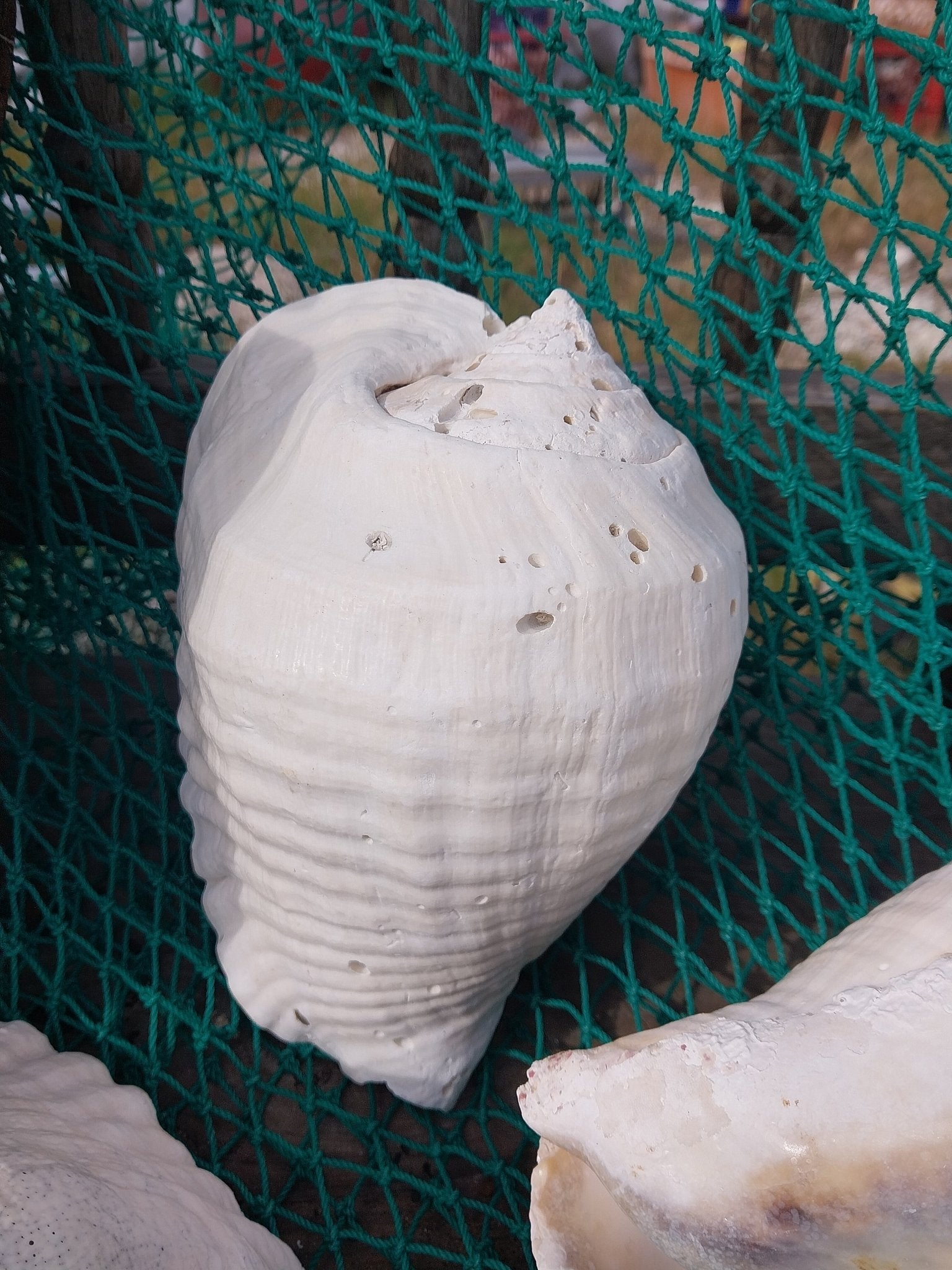 Titanostrombus Galeatus Eastern Pacific Giant Conch Shell