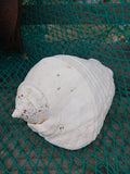 Titanostrombus Galeatus Eastern Pacific Giant Conch Shell
