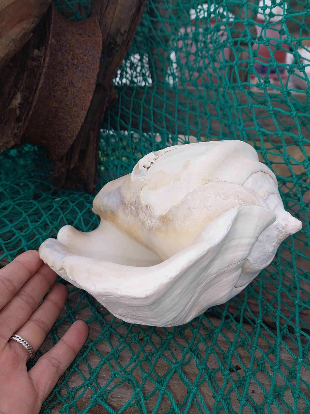 Titanostrombus Galeatus Eastern Pacific Giant Conch Shell