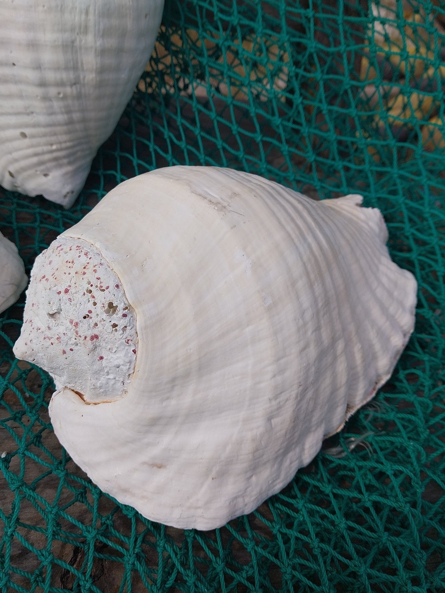 Titanostrombus Galeatus Eastern Pacific Giant Conch Shell