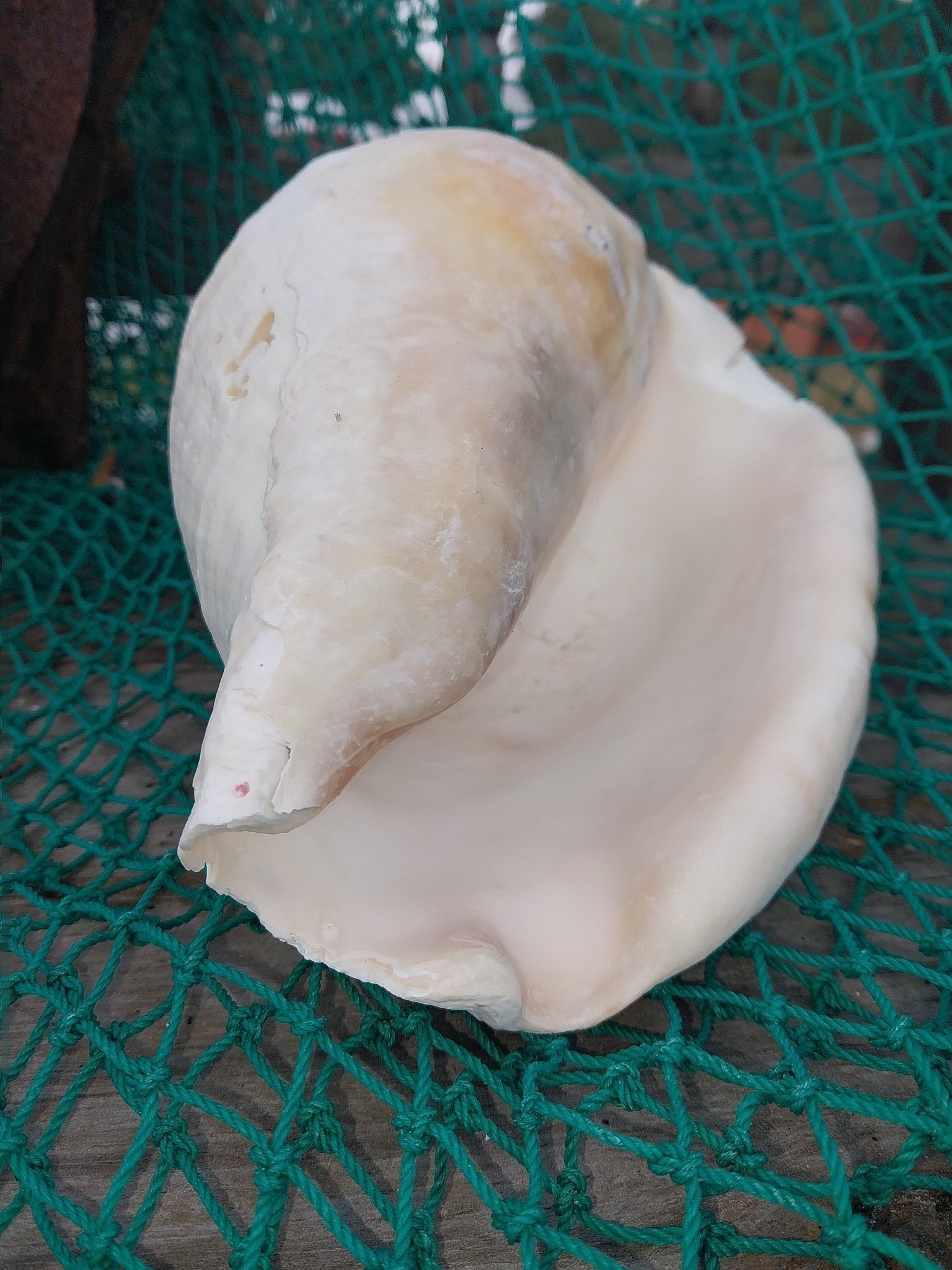 Titanostrombus Galeatus Eastern Pacific Giant Conch Shell