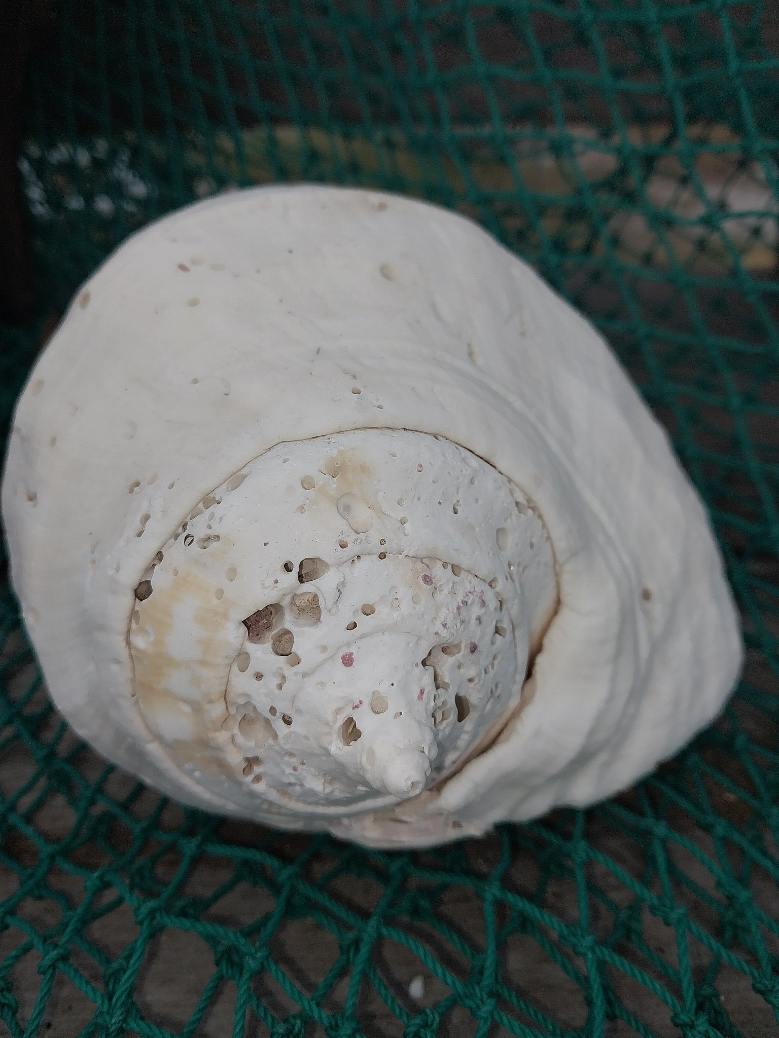 Titanostrombus Galeatus Eastern Pacific Giant Conch Shell