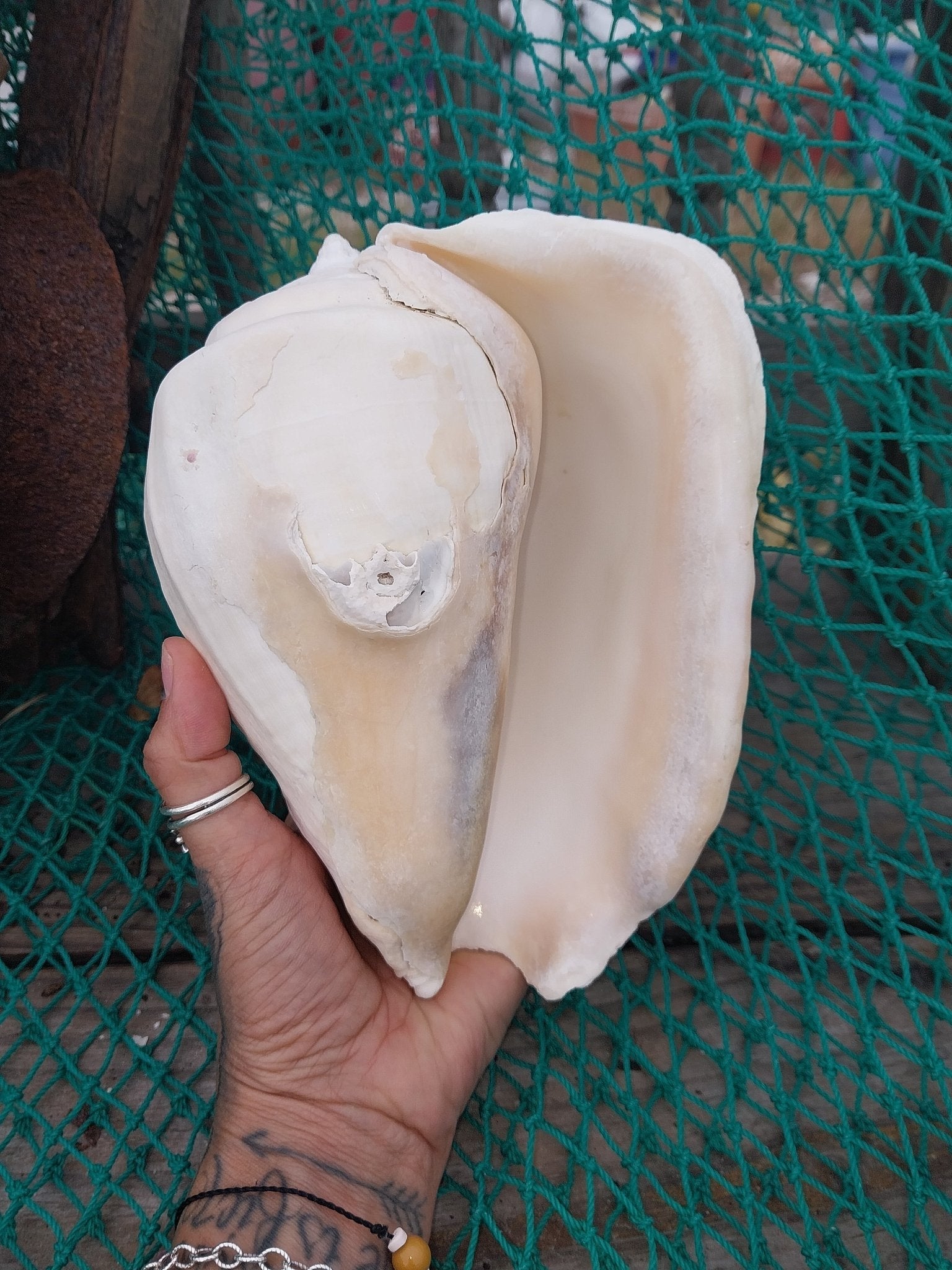 Titanostrombus Galeatus Eastern Pacific Giant Conch Shell