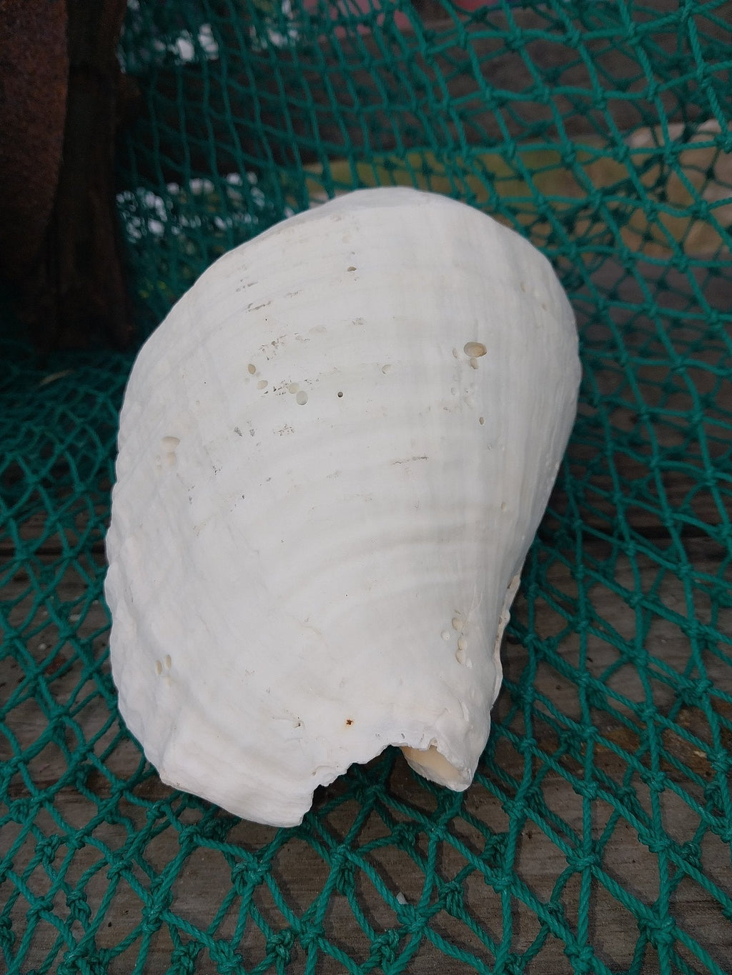 Titanostrombus Galeatus Eastern Pacific Giant Conch Shell