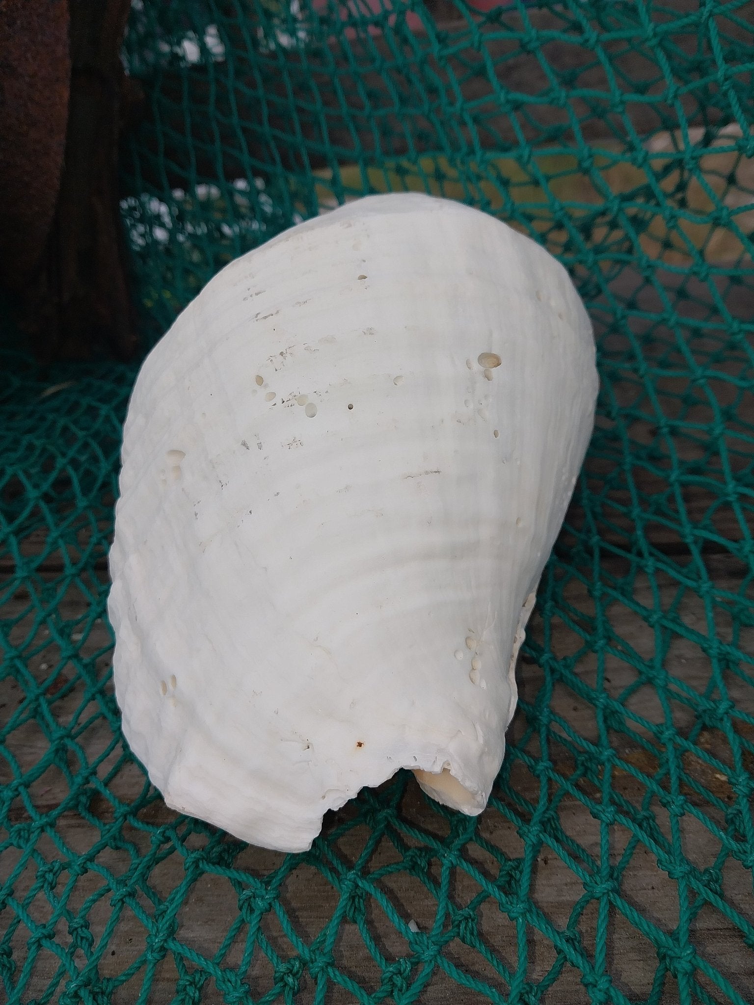 Titanostrombus Galeatus Eastern Pacific Giant Conch Shell