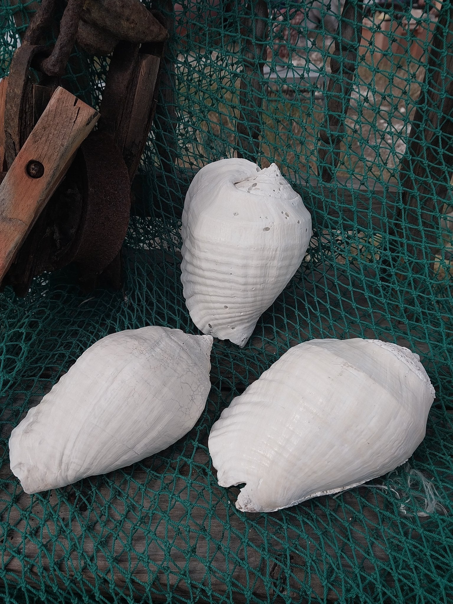 Titanostrombus Galeatus Eastern Pacific Giant Conch Shell