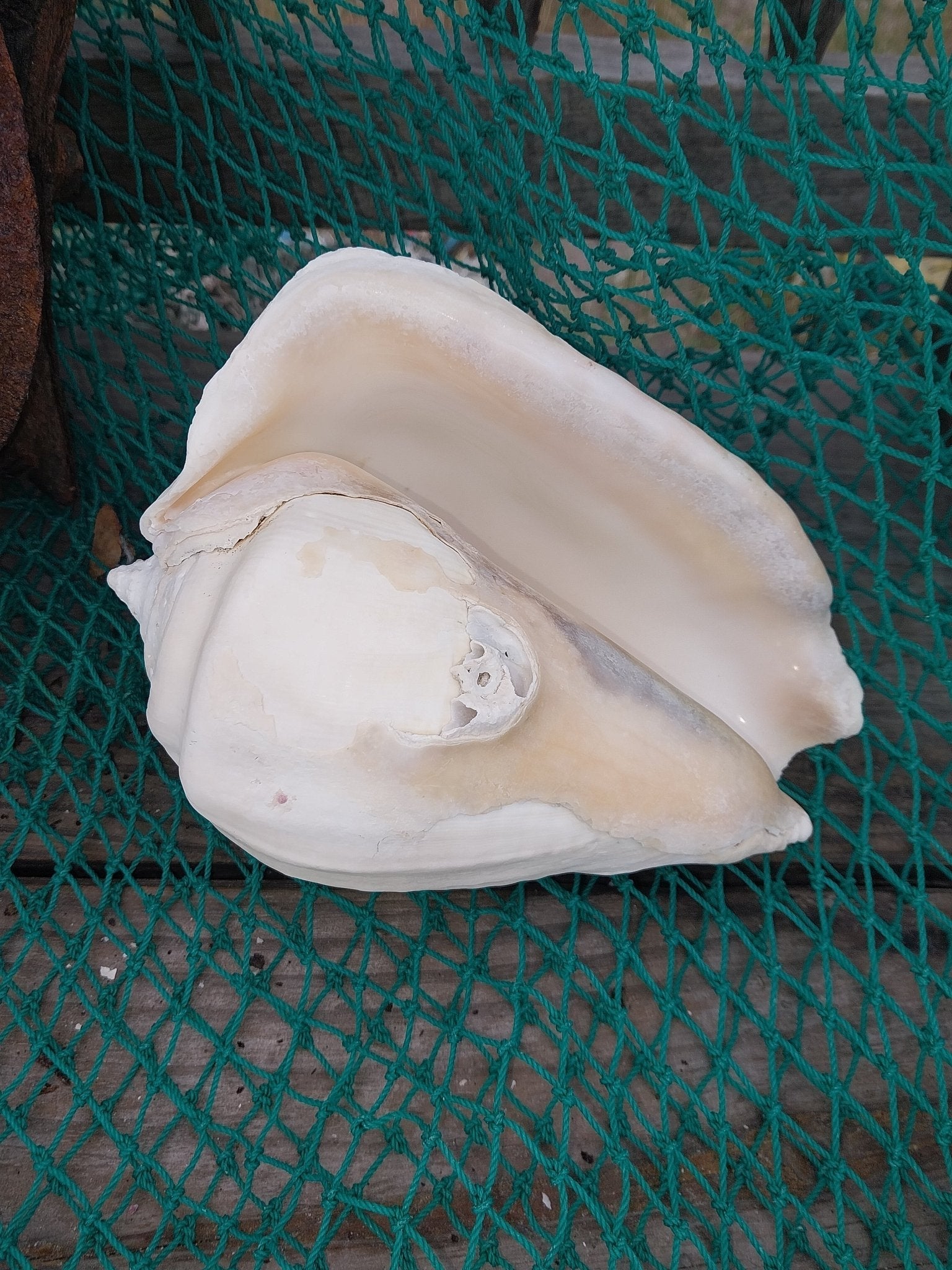 Titanostrombus Galeatus Eastern Pacific Giant Conch Shell