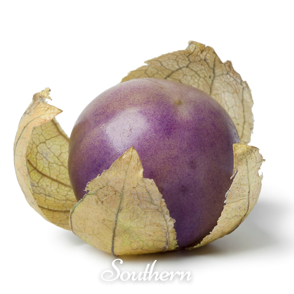 Purple Tomatillo – 30 Seeds | Seeds | Wiccan Center