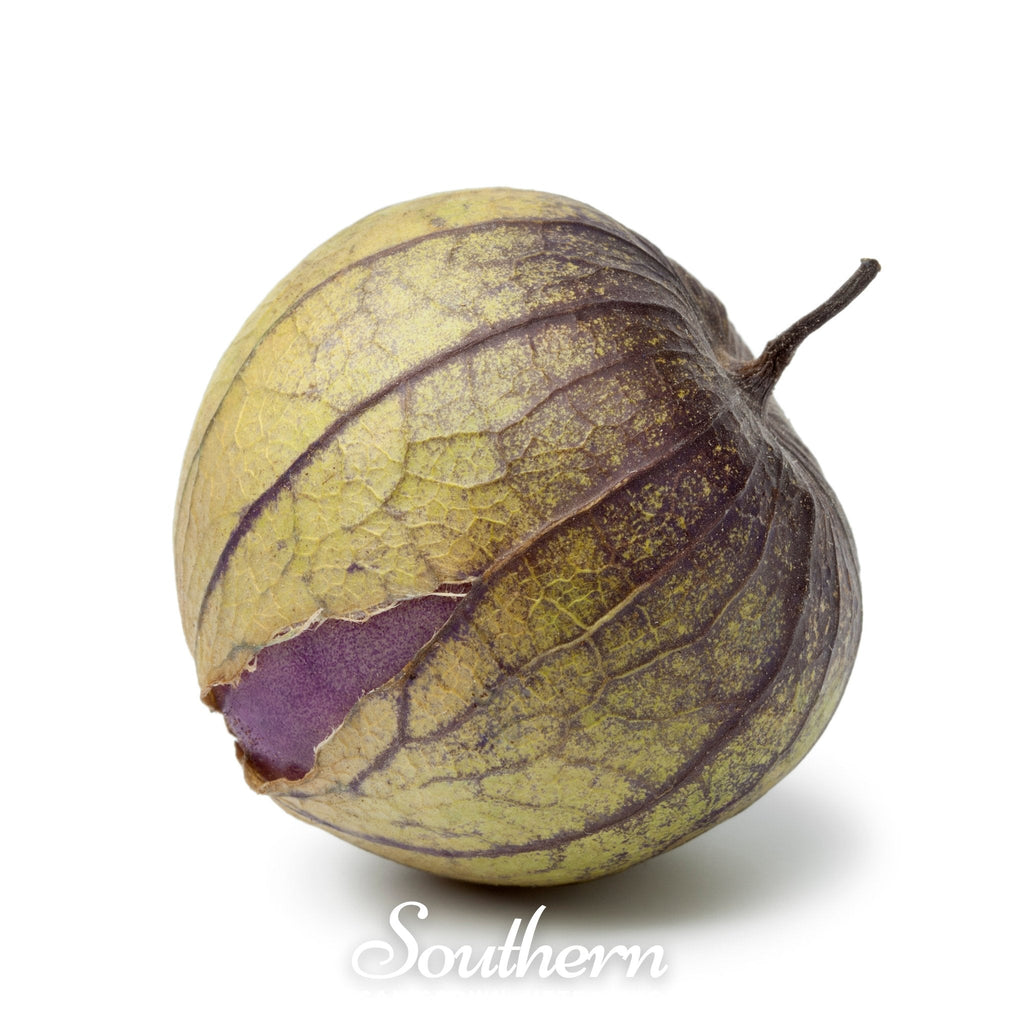Purple Tomatillo – 30 Seeds | Seeds | Wiccan Center