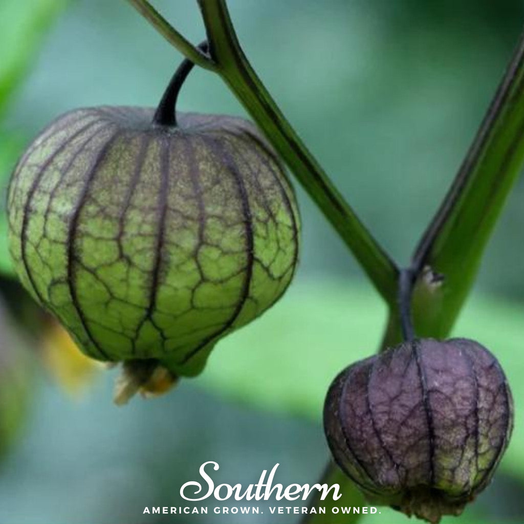 Purple Tomatillo – 30 Seeds | Seeds | Wiccan Center