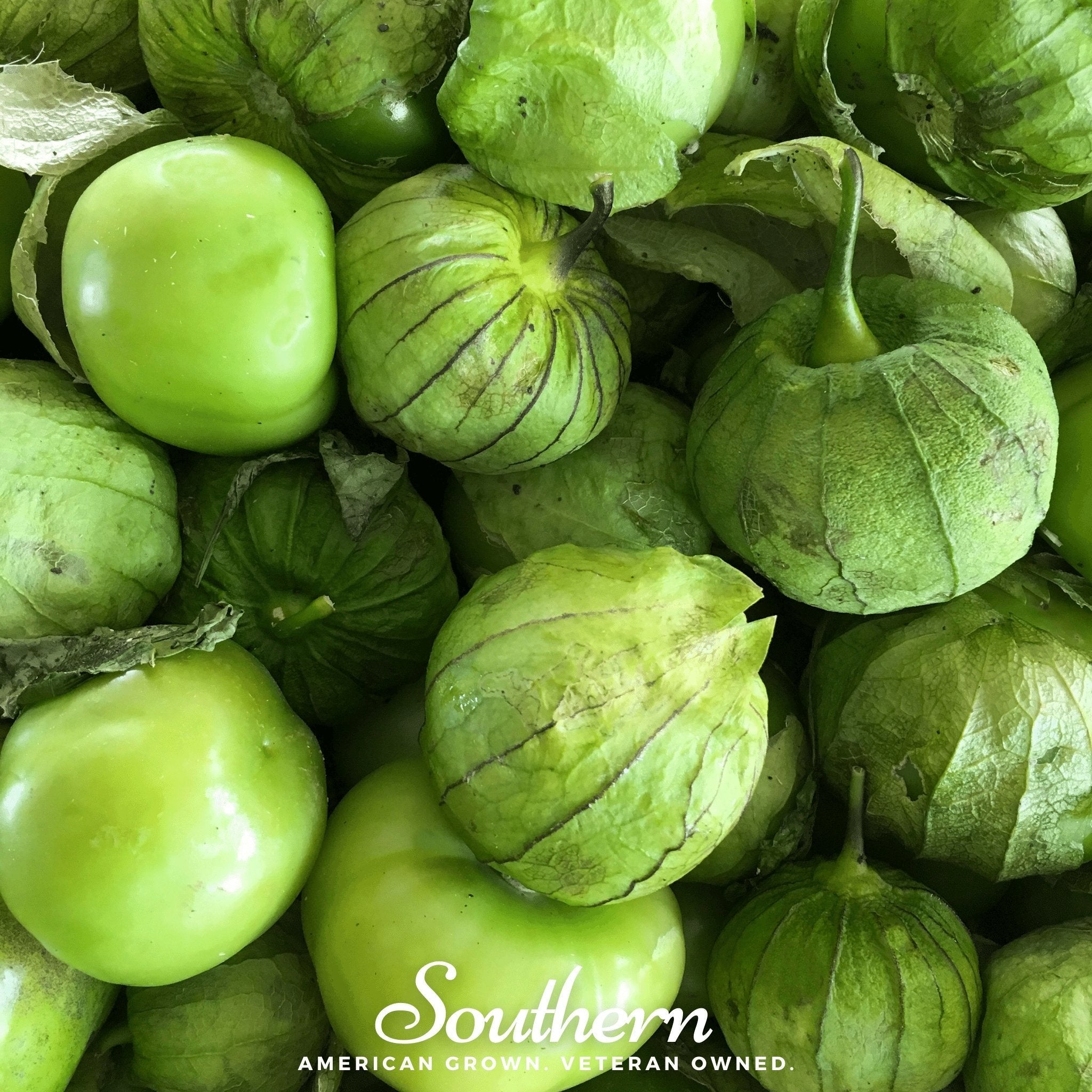 Verde Rio Grande Tomatillo – 50 Seeds | Seeds | Wiccan Center