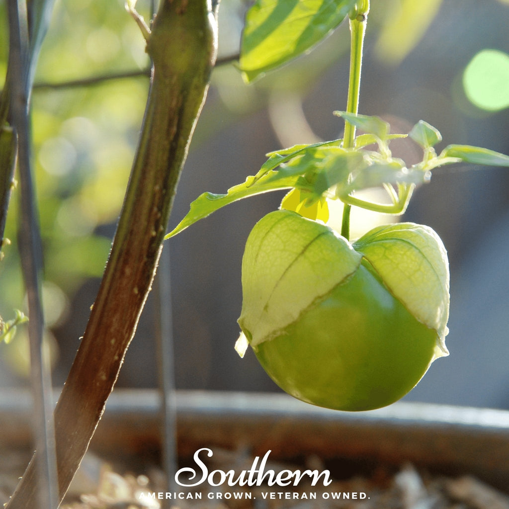 Verde Rio Grande Tomatillo – 50 Seeds | Seeds | Wiccan Center