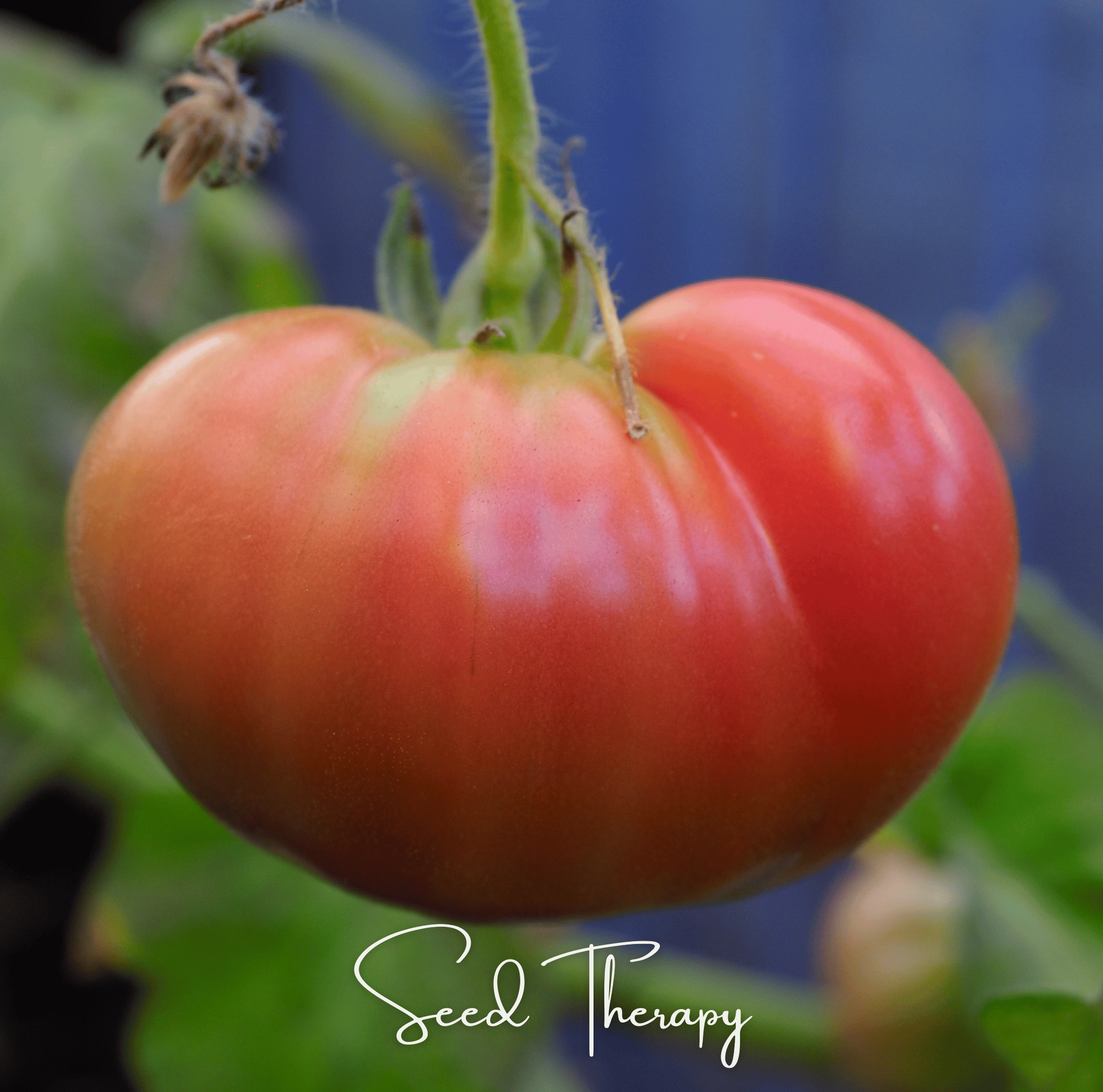 Beefsteak Tomato – 30 Seeds | Seeds | Wiccan Center