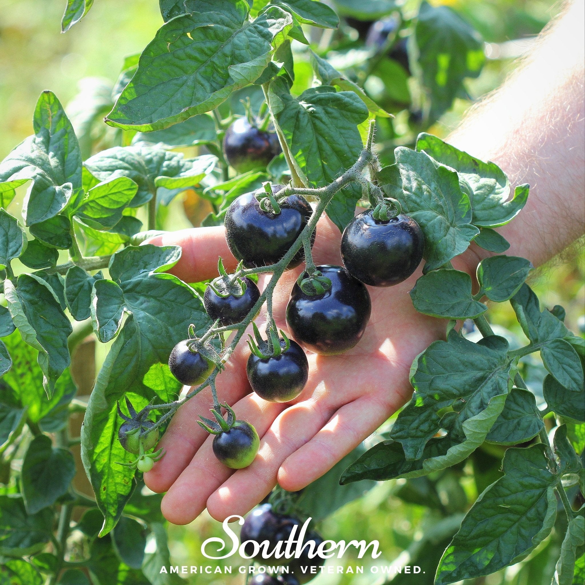 Black Cherry Tomato – 20 Seeds | Seeds | Wiccan Center