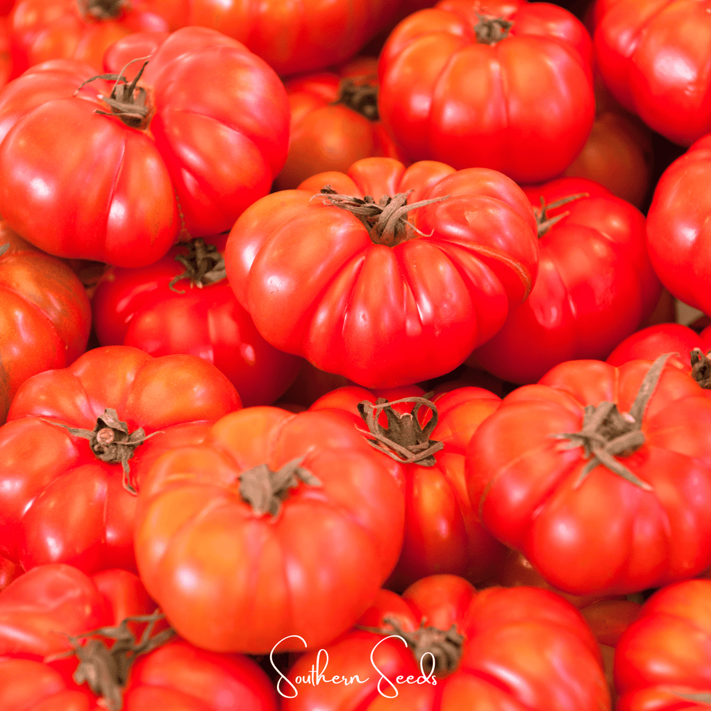 Red Brandywine Tomato – 50 Seeds | Seeds | Wiccan Center