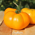 Yellow Brandywine Tomato – 50 Seeds | Seeds | Wiccan Center