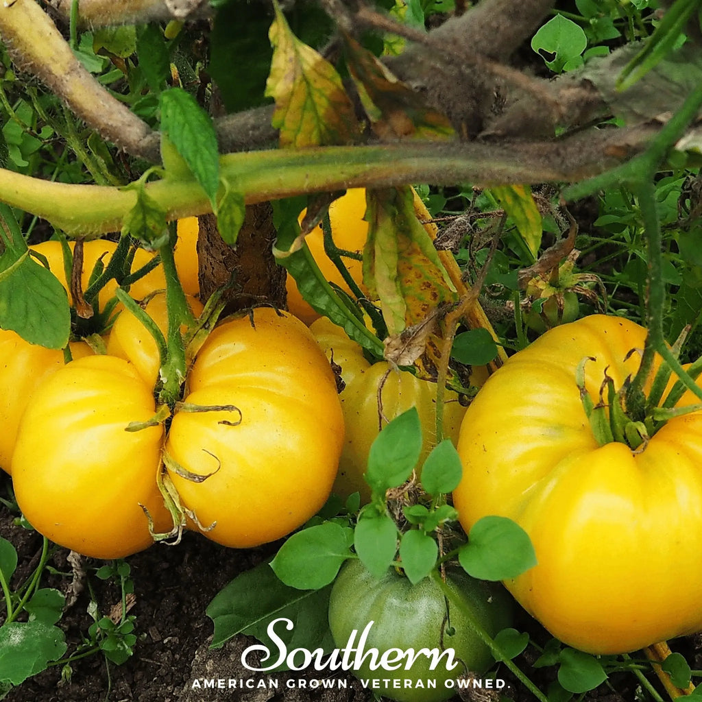 Yellow Brandywine Tomato – 50 Seeds | Seeds | Wiccan Center