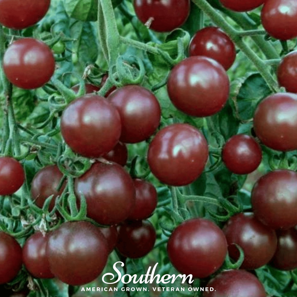 Chocolate Cherry Tomato – 25 Seeds | Seeds | Wiccan Center