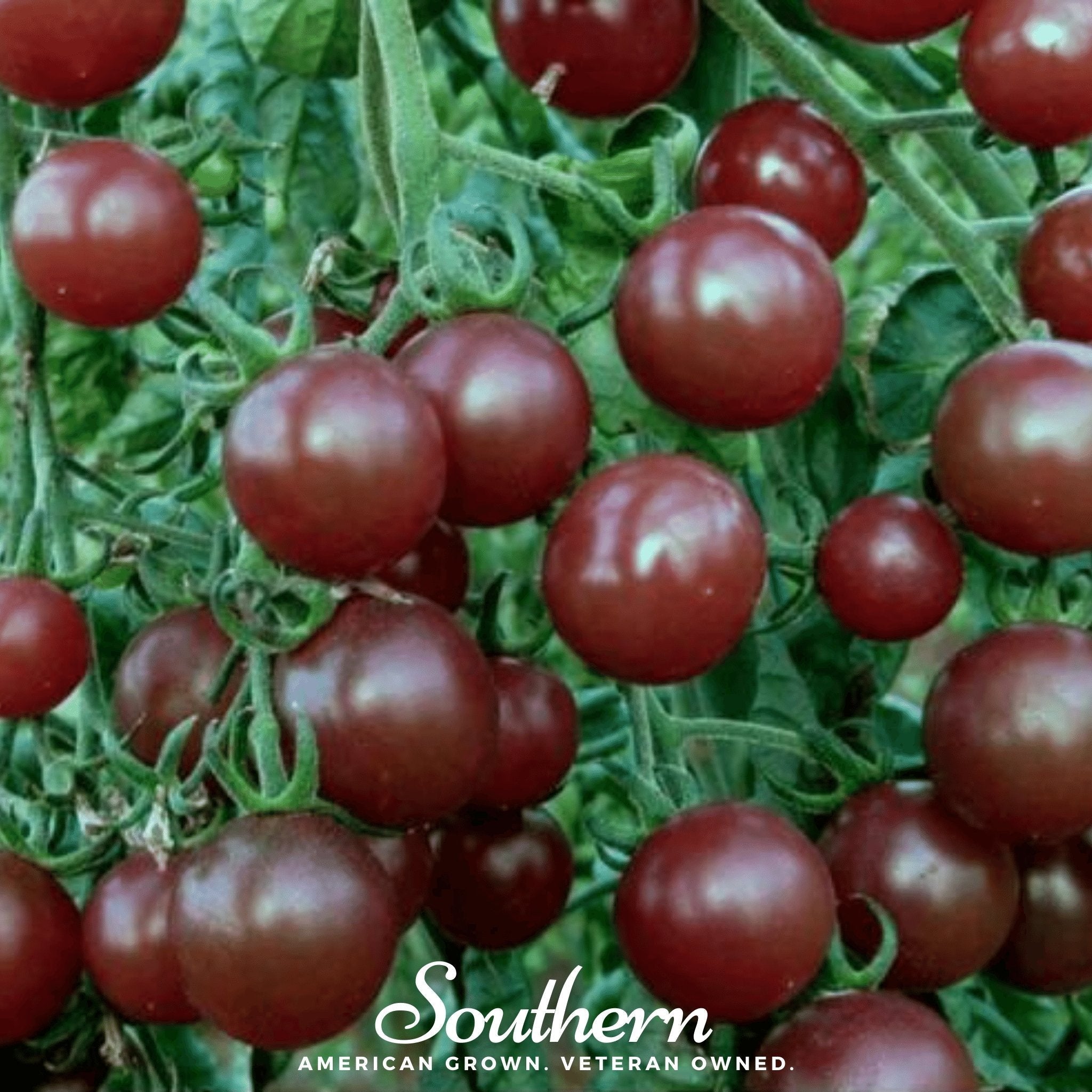 Chocolate Cherry Tomato – 25 Seeds | Seeds | Wiccan Center