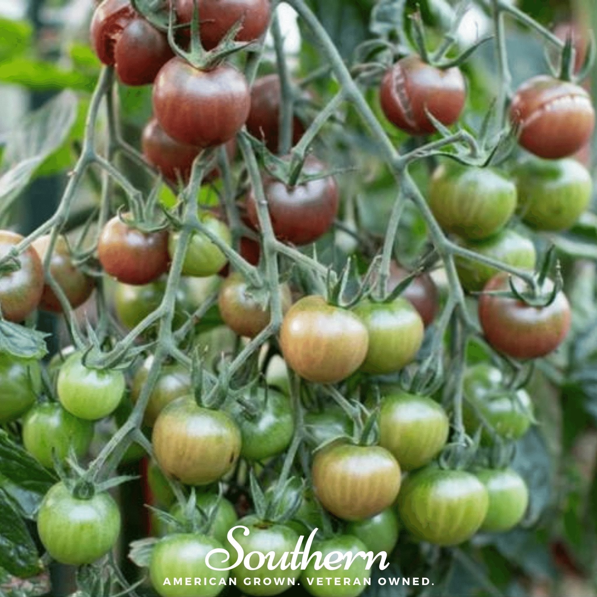 Chocolate Cherry Tomato – 25 Seeds | Seeds | Wiccan Center